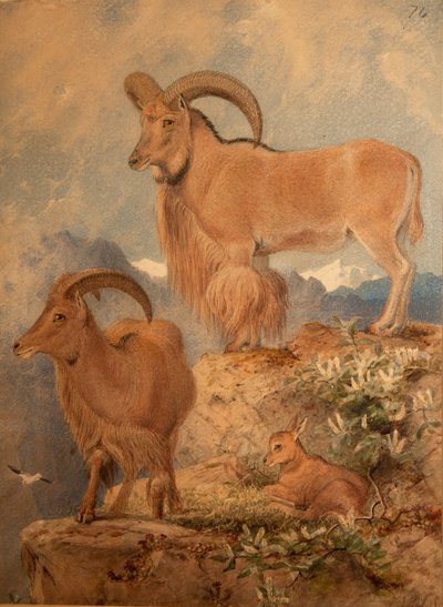 Barbary Wild Sheep by Joseph Wolf